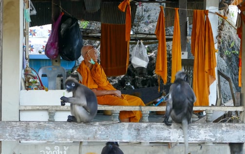 Langur, Singe à lunette, Chumphon