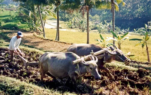 Um agricultor arando a terra - Por Anton Leddin, CC BY-SA 3.0 (Wikimedia)
