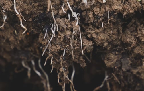 a close up of a plant with some roots