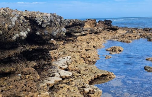 Rocky Reef