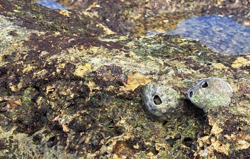 Barnacles on rocky reef