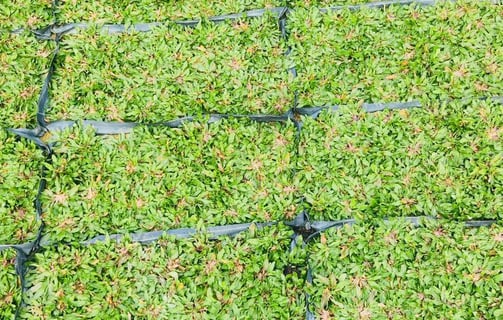 pearl grass rumput mutiara