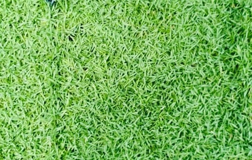 Philippine Grass rumput karpet
