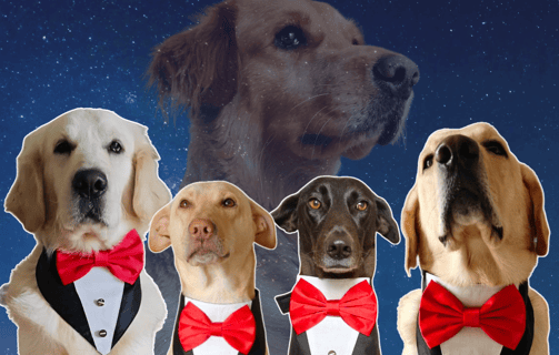 In Memory of Asteriod Sr. | | Dog Homestay Boarding