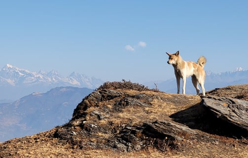 hiking, trekking, nepal, himalayas, sailung, kalinchowk, temple, shailung, kathmandu, nature