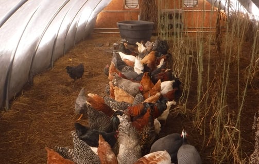 a group of chickens in a henhouse