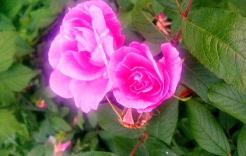 A glowing pink rose blooms, one blossom more open than the other