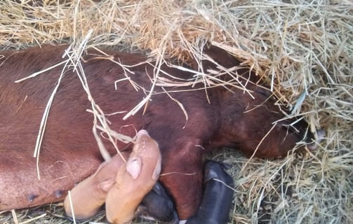 a Tamworth pig nursing piglets