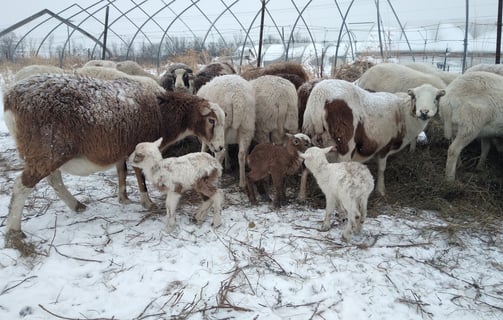 a herd of sheep grazing in a snow covered field