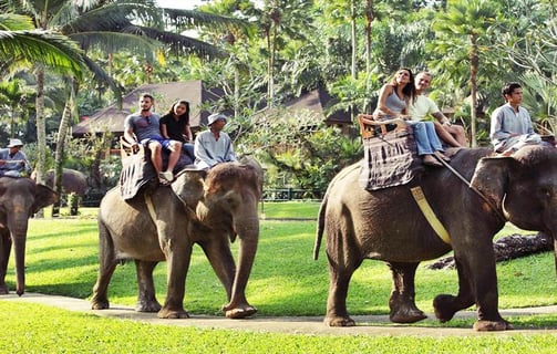 a group of people riding on elephants in the jungle
