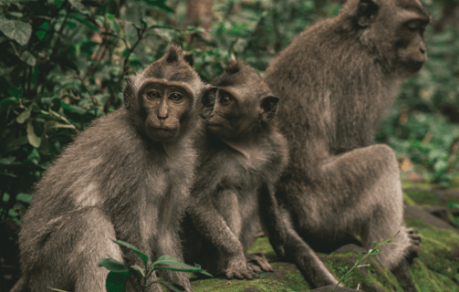 a group of monkeys sitting on a mosself
