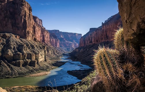 a cactus plant in the middle of a canyon