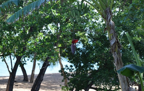 les amandiers voyage france guadeloupe