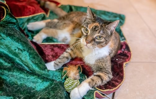 gato escama de tartaruga