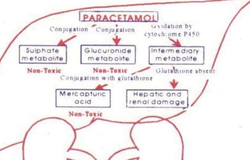 metabolism