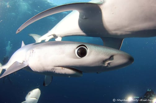 requin peua bleue zoom sur l'oeil