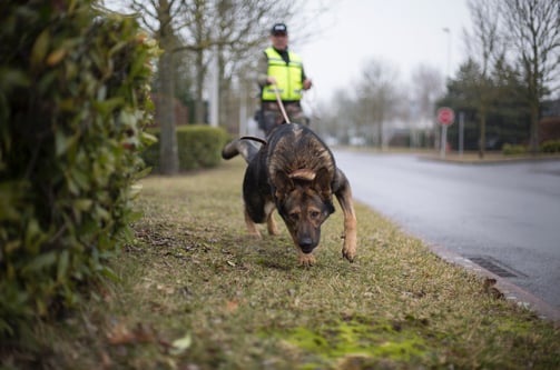 chien de pistage
