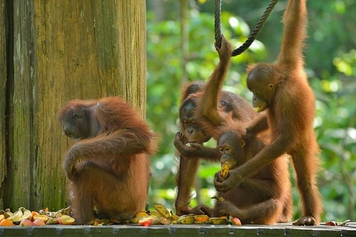 The orang utans in Sepilok
