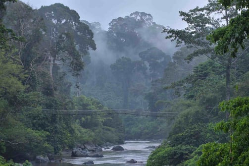 The rainforest of Danum Valley