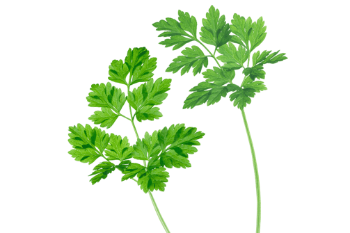 Fresh chervil leaves, showcasing their delicate, feathery, and bright green appearance