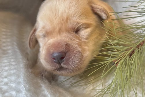 Yellow English Labrador puppy-1 week