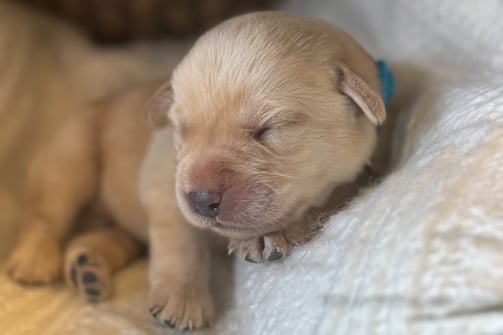 Yellow English Labrador puppy-1 week