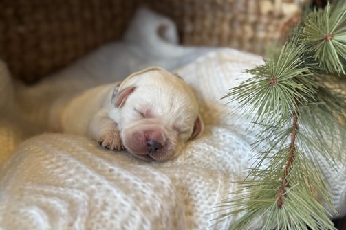 Yellow English Labrador puppy-1 week