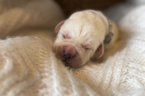 Yellow English Labrador puppy-1 week