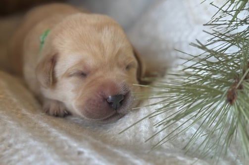 Yellow English Labrador puppy-1 week