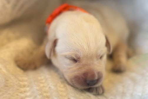 Yellow English Labrador puppy-1 week