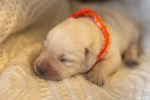 Yellow English Labrador puppy-1 week