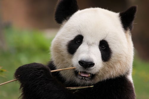 gentil panda en train de manger