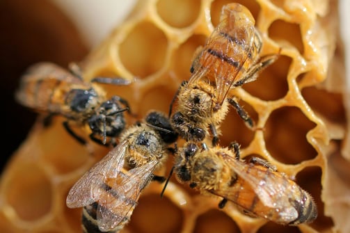 A small group of bees working on a golden honeycomb, showcasing their intricate wax crafting skill