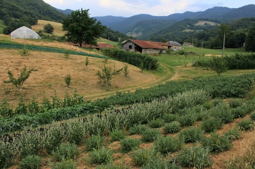 le terrain