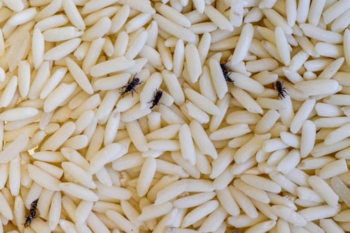 charançon du riz dans des grains de riz
