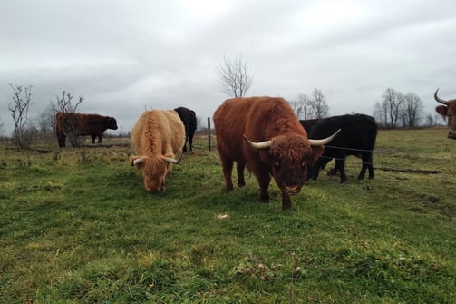 a herd of cattle grazing in a field