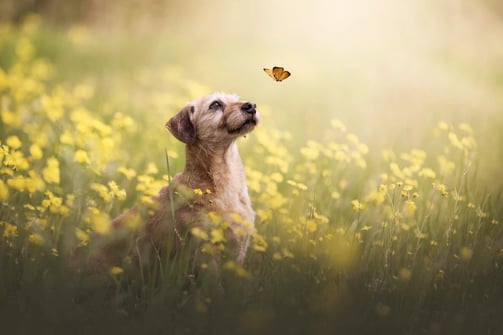 Hund mit Schmetterling im Blumenfeld