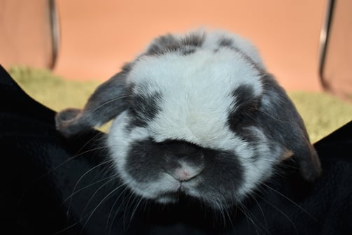 Hot Cross Buns' Finnegan - broken blue Holland Lop breeding buck 