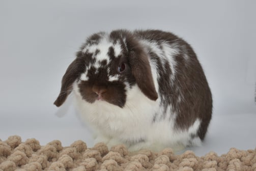 Hot Cross Buns' Loofah - future breeding buck on white background