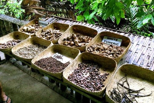 Coffee Luwak Plantation