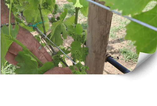 Assessoria en agricultura ecològica per a vinyes a Mallorca