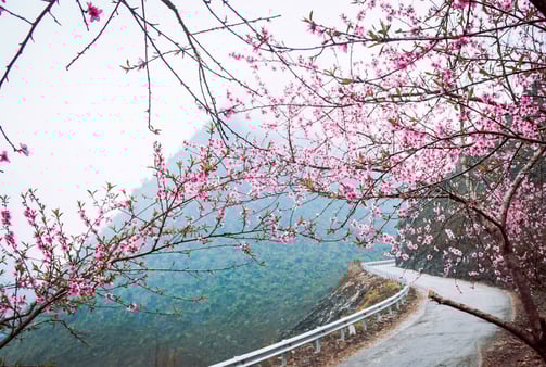 Hoa Tớ Dày, Hoa Đào