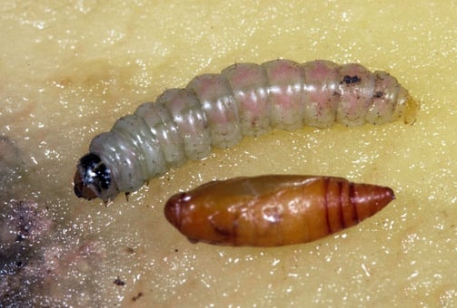 Invasive pest-Potato Tuber Moth, Phthorimaea operculella (Lepidoptera ...