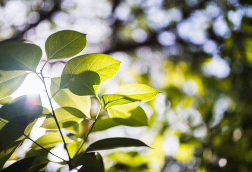 Planta refletindo a luz do Sol 