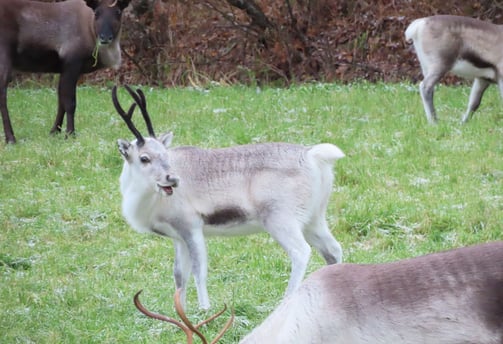 Rentierkalb am Polarkreis
