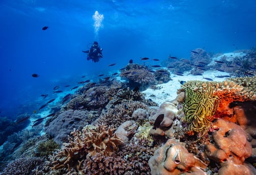 Reef in Dauin
