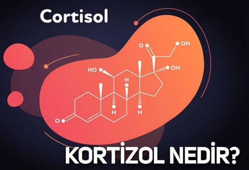 Kortizol hormonu, stresle başa çıkmada önemli bir rol oynar ve vücut fonksiyonlarını doğrudan etkileyebilir