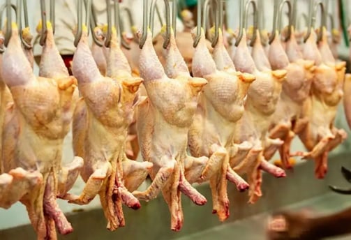 a bunch of chickens hanging from a line of chicken