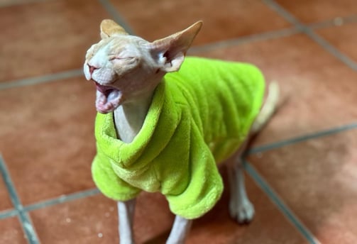 gato sin pelo