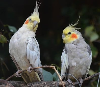 doença calopsita